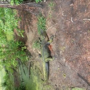 Meet your Posher, Laverne